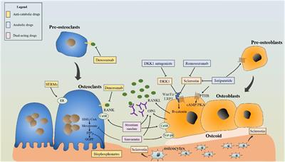 Dental Implants Loaded With Bioactive Agents Promote Osseointegration in Osteoporosis: A Review